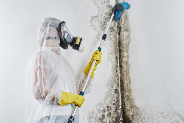 Trusted Safford, AZ Mold Removal Experts
