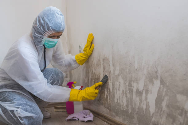 Best Emergency Mold Removal  in Safford, AZ