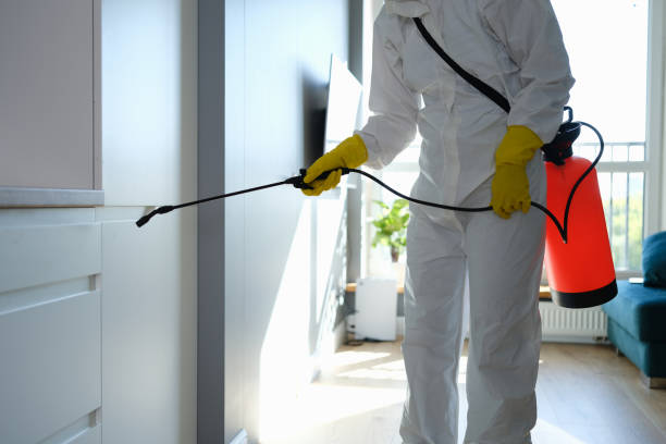 Best Local Mold Removal Service  in Safford, AZ