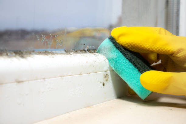 Best Mold Removal Company Near Me  in Safford, AZ