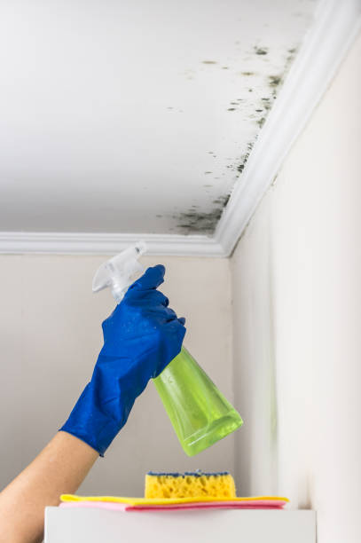 Best Mold Removal Process  in Safford, AZ