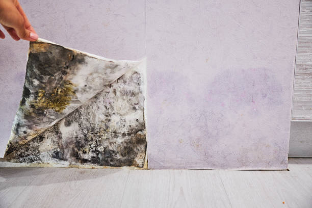 Best Toxic Mold Removal  in Safford, AZ